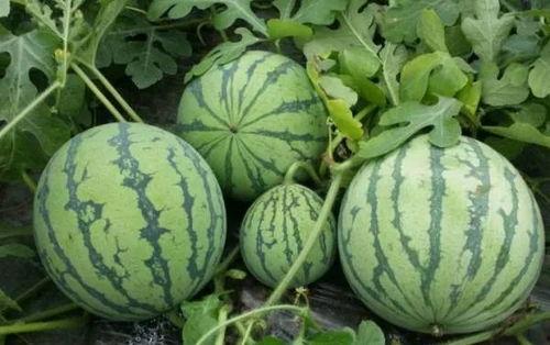 655fun吃瓜黑料,娱乐圈背后的真相大曝光