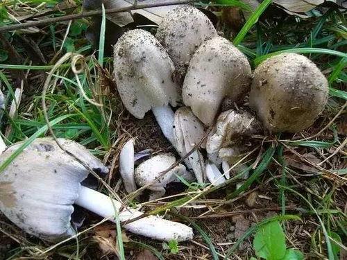 吃瓜爆料黑料蘑菇视频下载